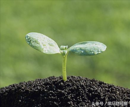 成长股基本面怎么选,成长股有哪些行业