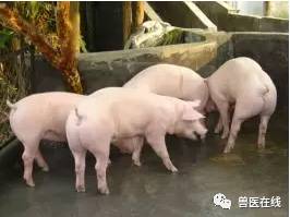 猪的跛行,迅速解决猪跛行