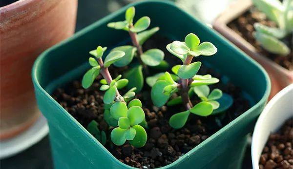 给长辈病人送花送什么花,给长辈送花适合送什么花