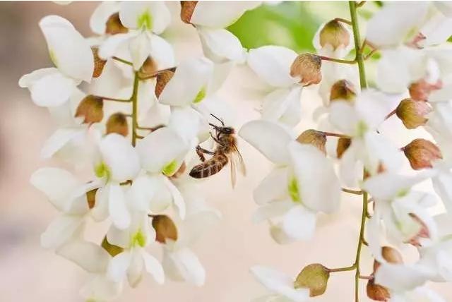 看完这个，你只能说：蜜蜂小姐，我给你跪了！