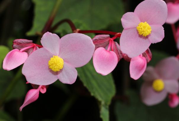 去甲醛最好的花卉植物,吸甲醛又好养的植物有哪些盆栽