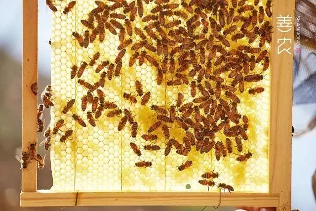 看完这个，你只能说：蜜蜂小姐，我给你跪了！