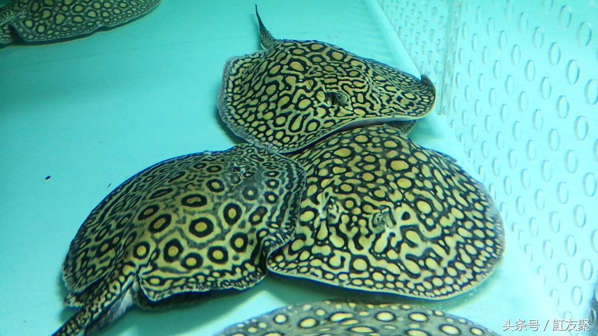 魟鱼翘嘴,魟鱼饲养技术优酷视频