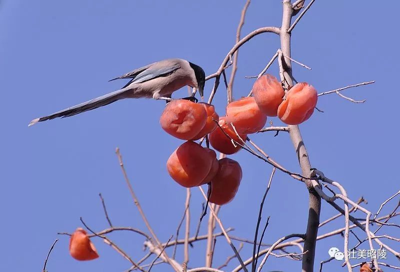 豹子老虎打工记｜壮美昭陵