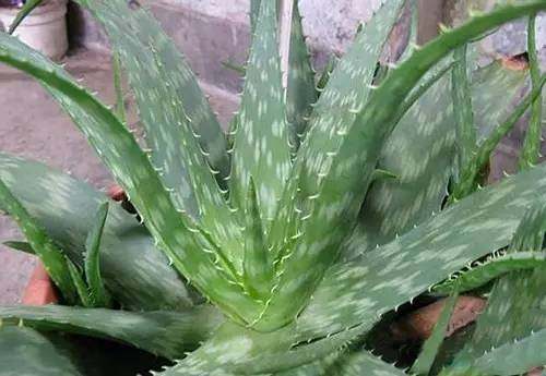 房间放一盆芦荟什么好处,家里养了芦荟可以做什么