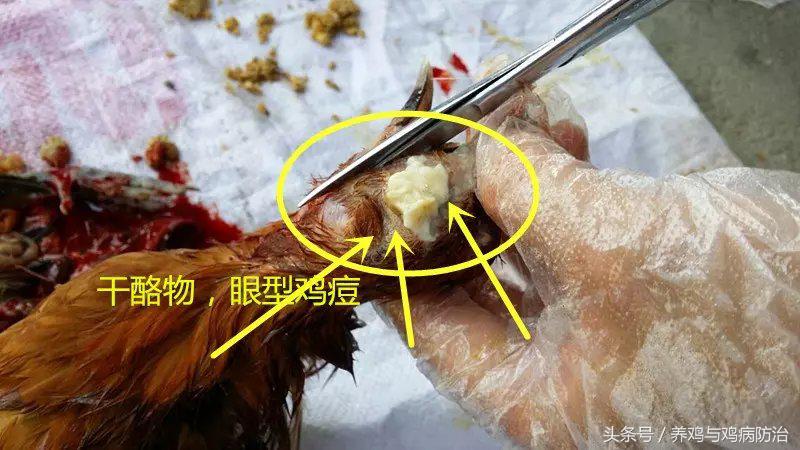 养鸡常见病顺口溜,高温高湿天养鸡常见病