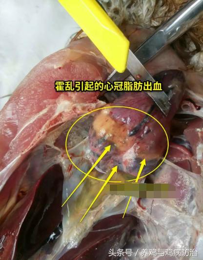 养鸡常见病顺口溜,高温高湿天养鸡常见病