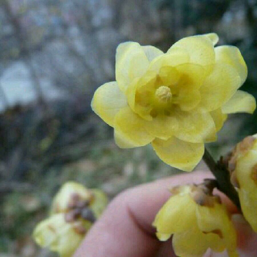 素心腊梅和檀香腊梅哪个比较香,怎么分辨正宗素心腊梅