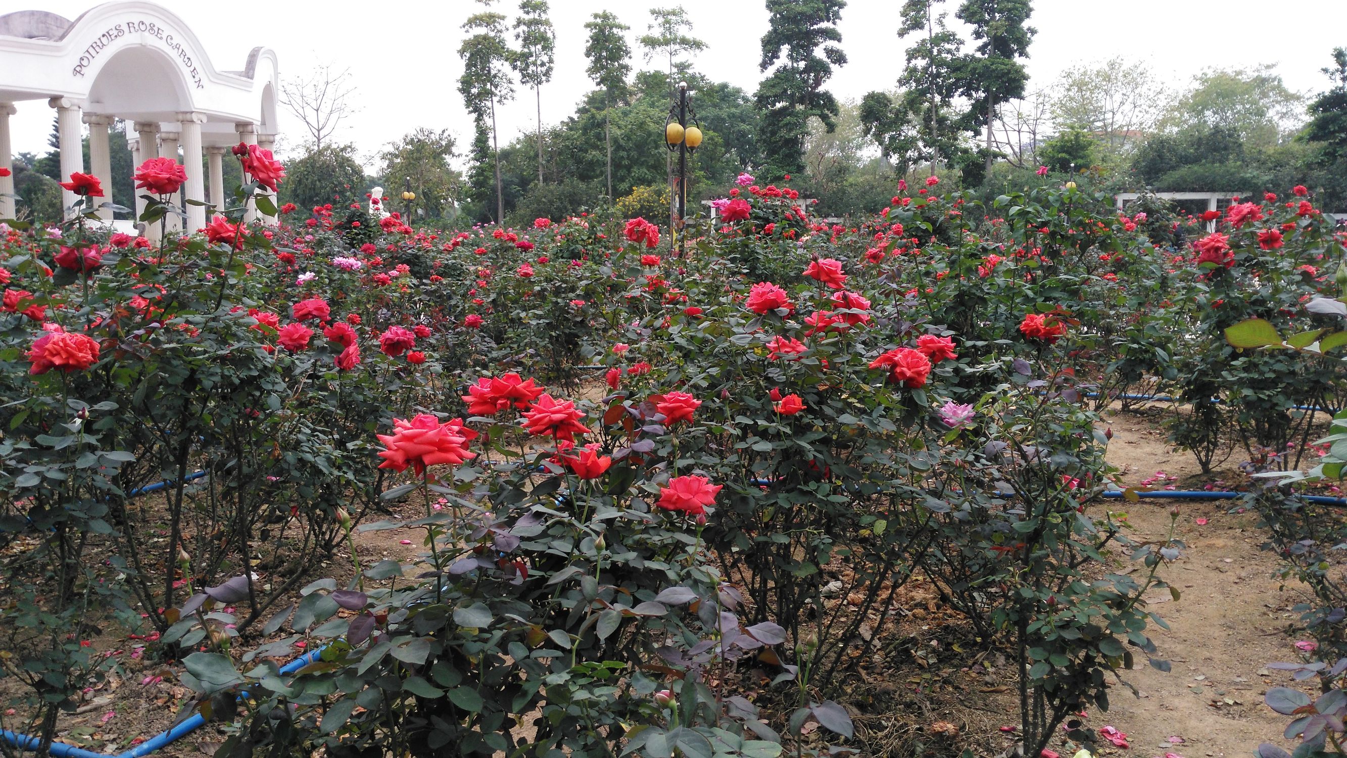 从化宝趣玫瑰世界,广州从化宝趣玫瑰基地