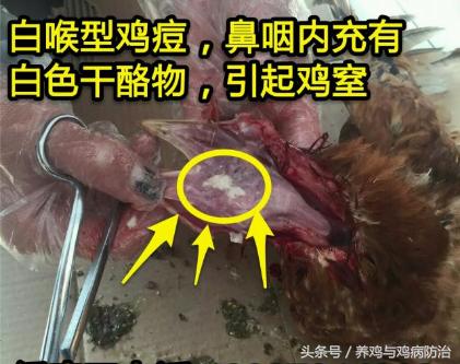 养鸡常见病顺口溜,高温高湿天养鸡常见病