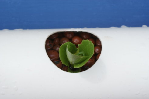 以色列室内无土栽培蔬菜方法,家庭小型无土栽培蔬菜技术