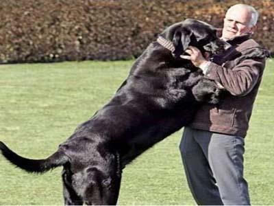 教狗狗这几招不被其他狗子欺负,怎样教狗狗不咬鸡鸭