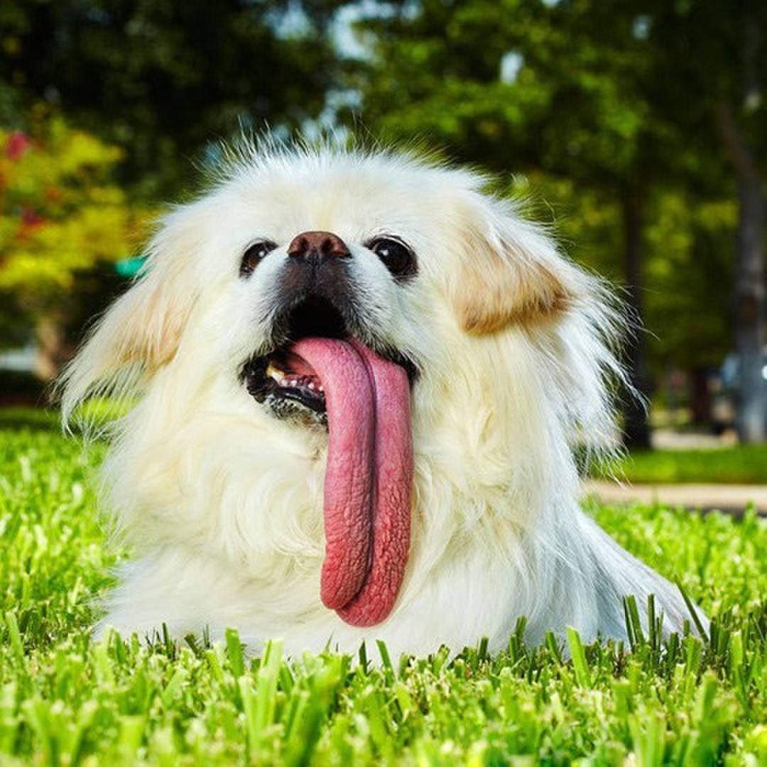 狗狗舔你时会有细菌吗,狗狗老是舔你怎么纠正