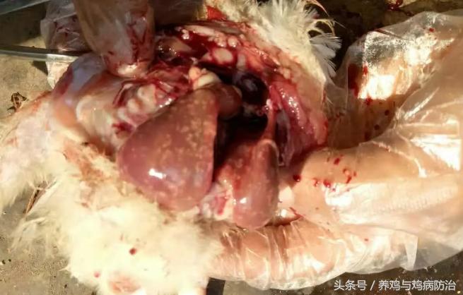 养鸡常见病顺口溜,高温高湿天养鸡常见病