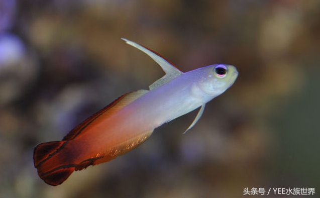 鱼缸生化过滤真的有用吗,鱼缸的生化过滤系统到底有没有用