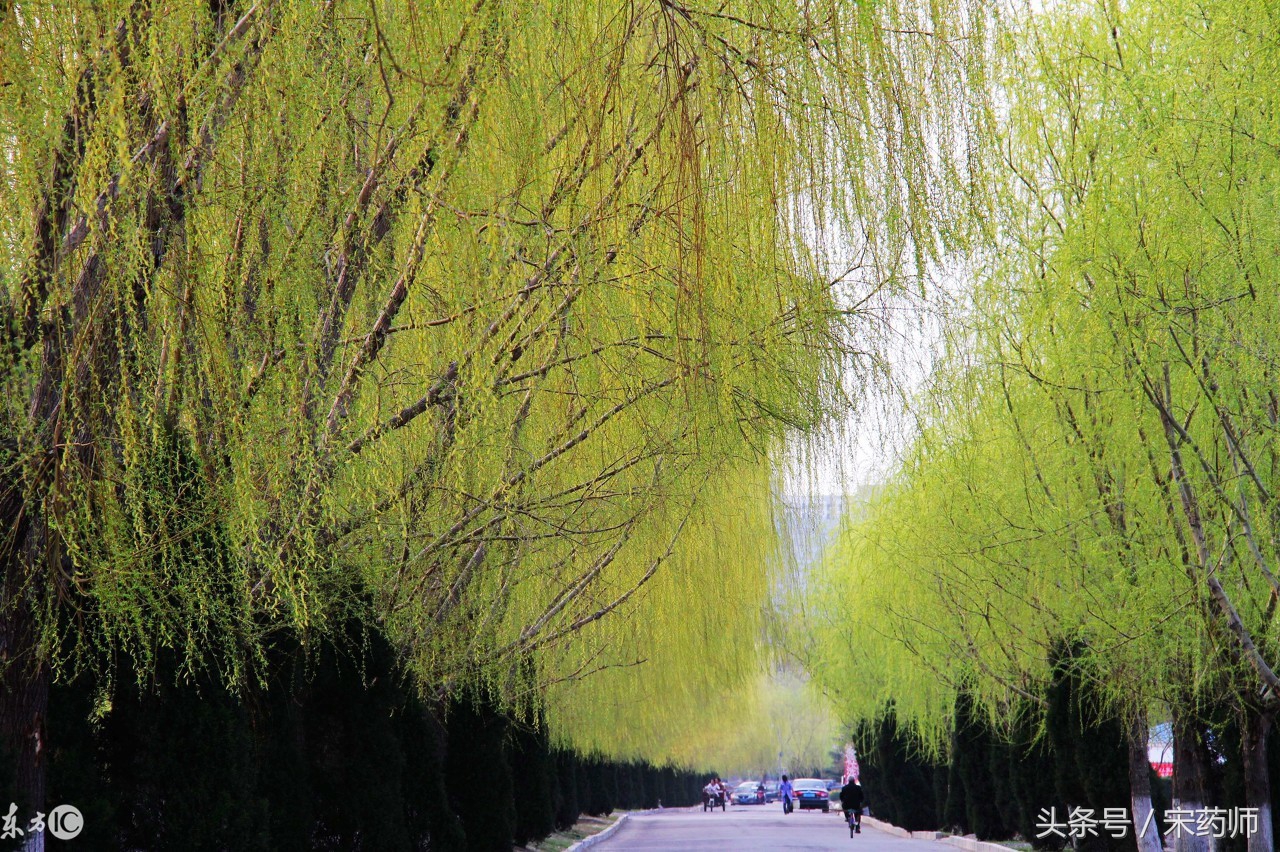 柳树提炼阿司匹林工艺流程,柳树提炼阿司匹林