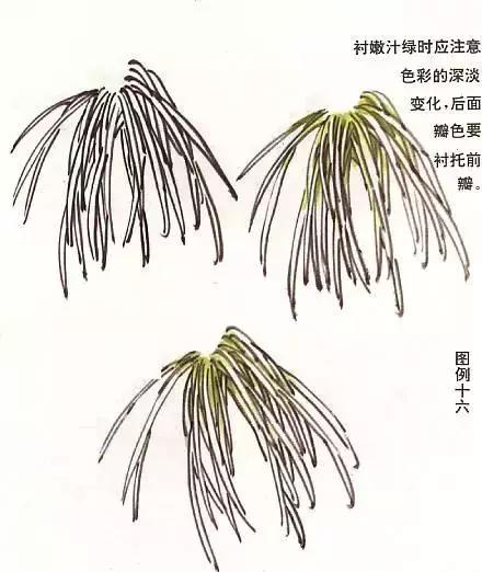 国画菊花画法教学视频,国画入门菊花的画法