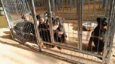 狗年将至！乱弹几则人与狗，跳跃发散型思维叙事，与君同游同乐！