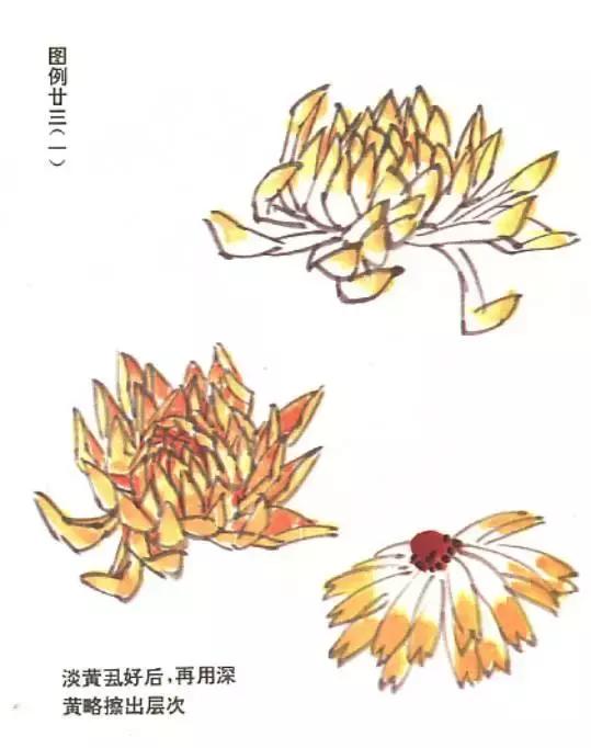 国画菊花画法教学视频,国画入门菊花的画法