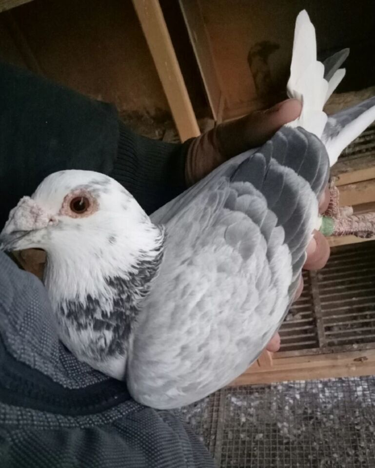 如何让鸽子飞到手上,怎么训练小鸽子在手上吃食