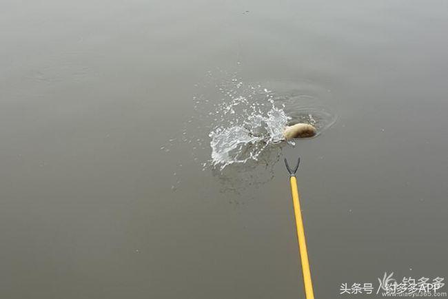 台钓竿双钩,台钓双钩沉底