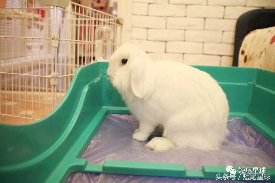 兔笼子哪一款最好,兔兔适合什么兔笼