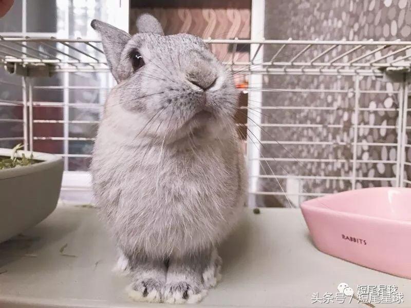 兔笼子哪一款最好,兔兔适合什么兔笼