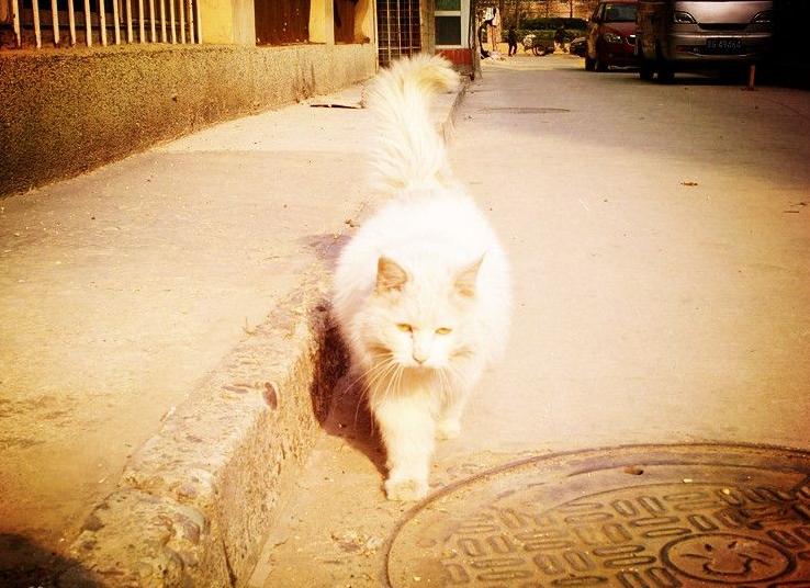 喵星人的3种类型,喵星人类型对照表