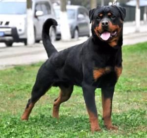 忠心护主不咬人的狗有哪些品种,忠心护主的狗完整视频