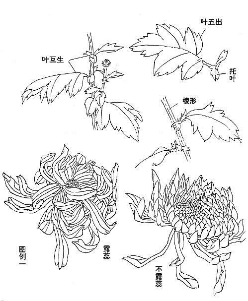 国画菊花画法教学视频,国画入门菊花的画法