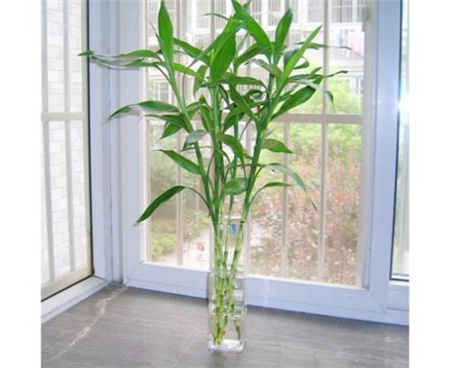 富贵竹叶子天冷发黄怎么救,富贵竹叶子发黄没生根怎么办