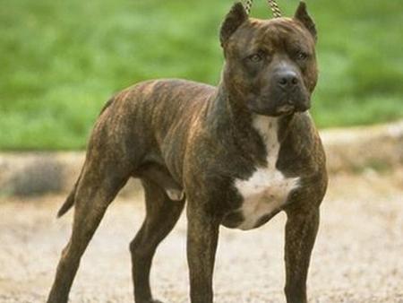 带你了解比特币原始人,带你了解真正的比特犬