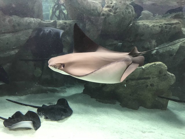 两天一晚珠海长隆旅游攻略,珠海长隆旅行一日游需要准备什么