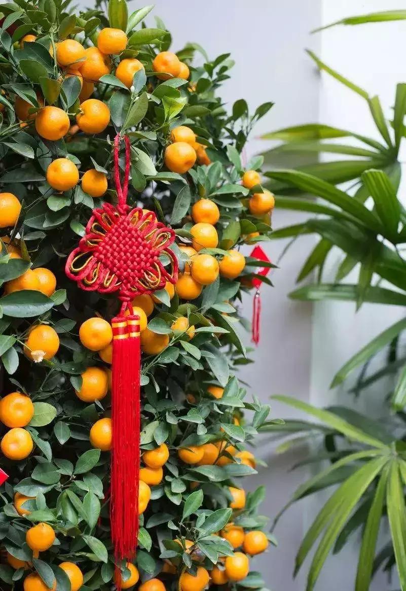 选花技巧和方法,各种花的养花技巧和方法