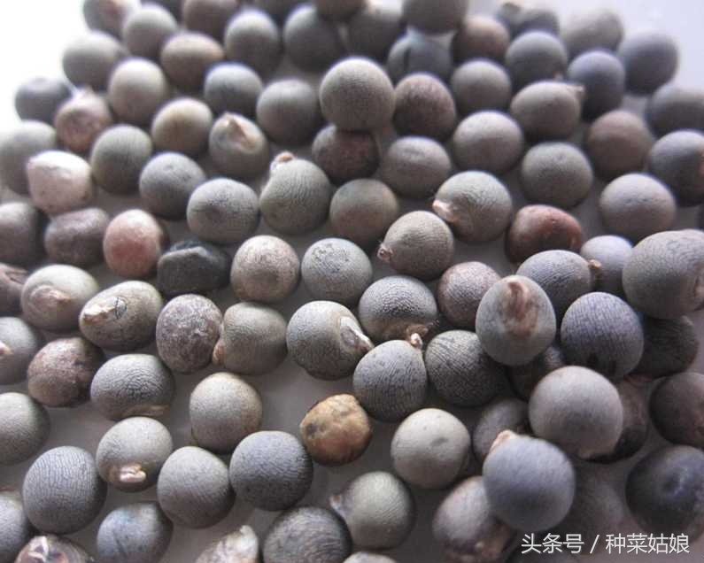 秋葵怎么种植最好看又好吃,秋葵的种植技巧和方法