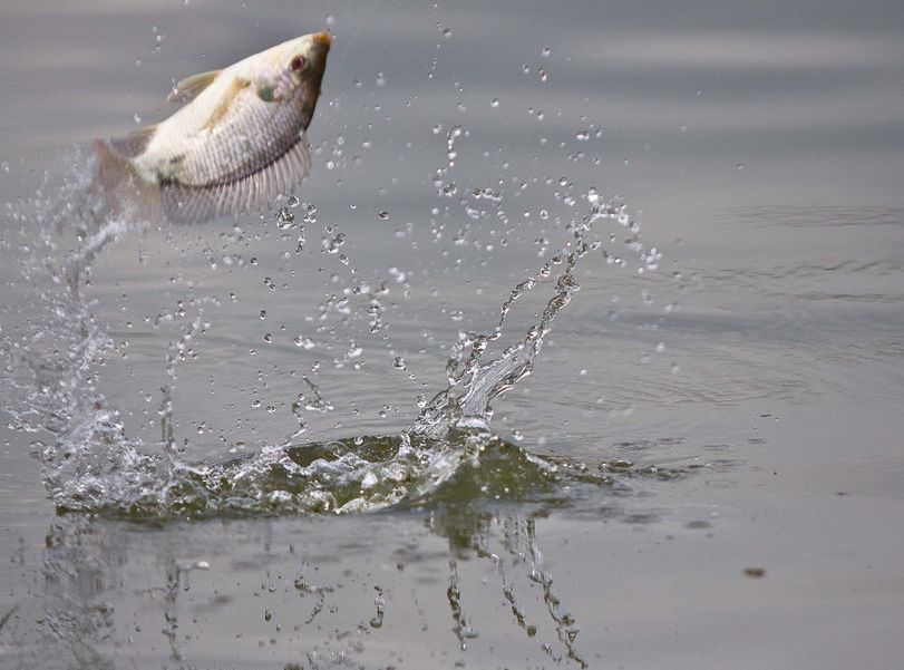 冬钓拉饵配方,冬钓拉饵用多大漂