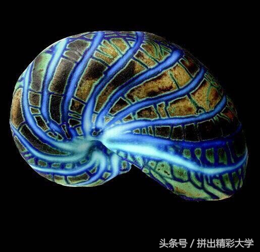 漂亮的贝壳的饰品,贝壳美丽饰品