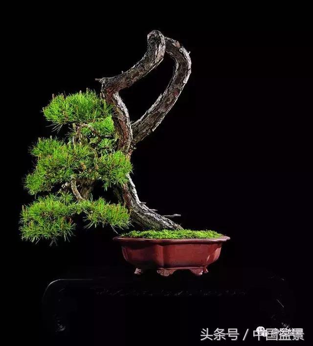 经典盆景欣赏,欣赏盆景感悟怎么写