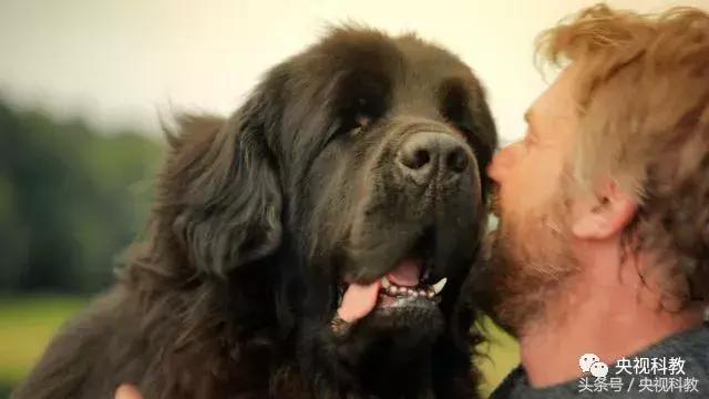 21点档｜狗年看狗！