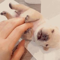 健康|狗妈妈生宝宝～产前、产后护理指导