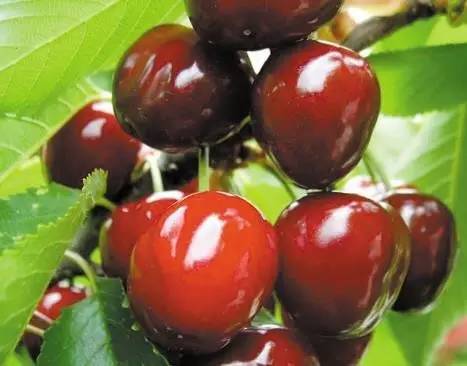 吃樱桃中毒了会有什么症状,吃了五斤樱桃中毒了