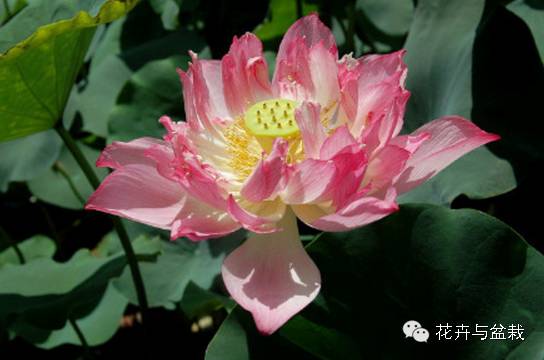 碗莲睡莲荷花种子区别,碗莲荷花睡莲图片