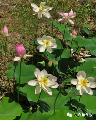 碗莲睡莲荷花种子区别,碗莲荷花睡莲图片