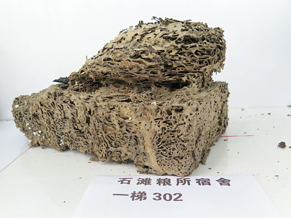 专业的防治白蚁专家,专业防治白蚁用什么药