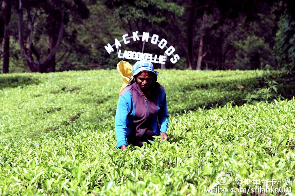 新手小白入门指南买茶小技巧,小白学茶的100个基础