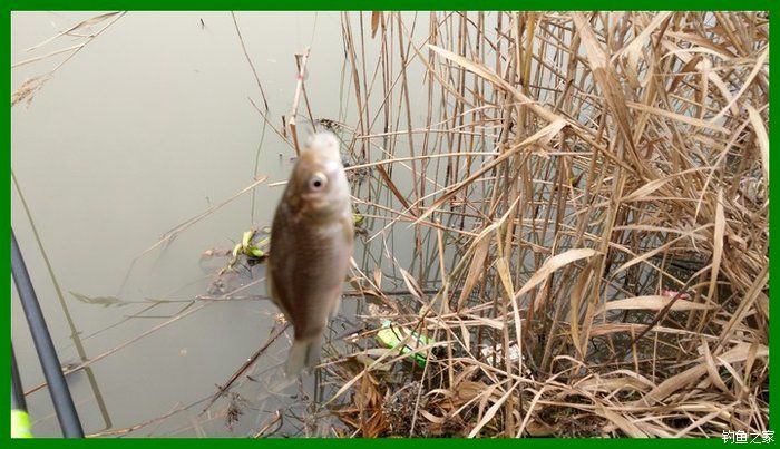 大鲫鱼大鱼,大鲫鱼大鲤鱼