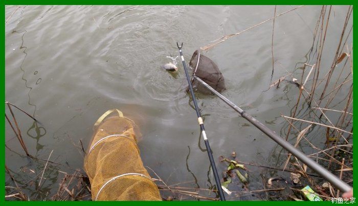 大鲫鱼大鱼,大鲫鱼大鲤鱼
