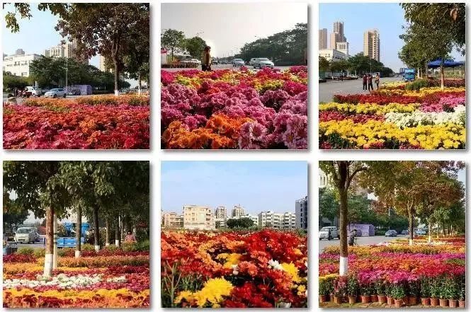 广东佛山花市游玩攻略,广东省佛山市行花街