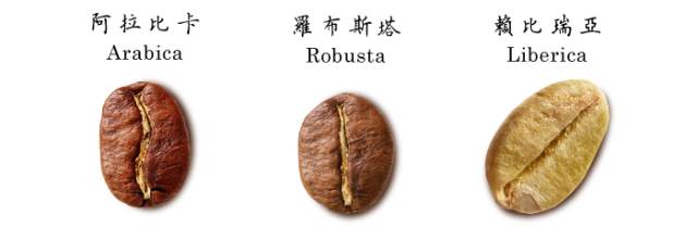 越南咖啡与后谷咖啡哪个好,越南咖啡东盟