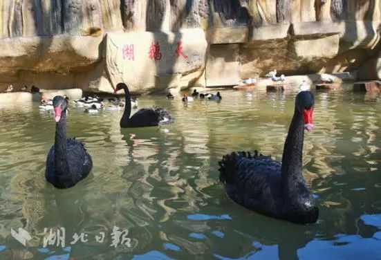 武汉孩子怎么过寒假,怎么让小孩有年味